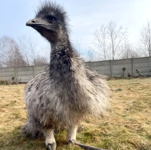Emu