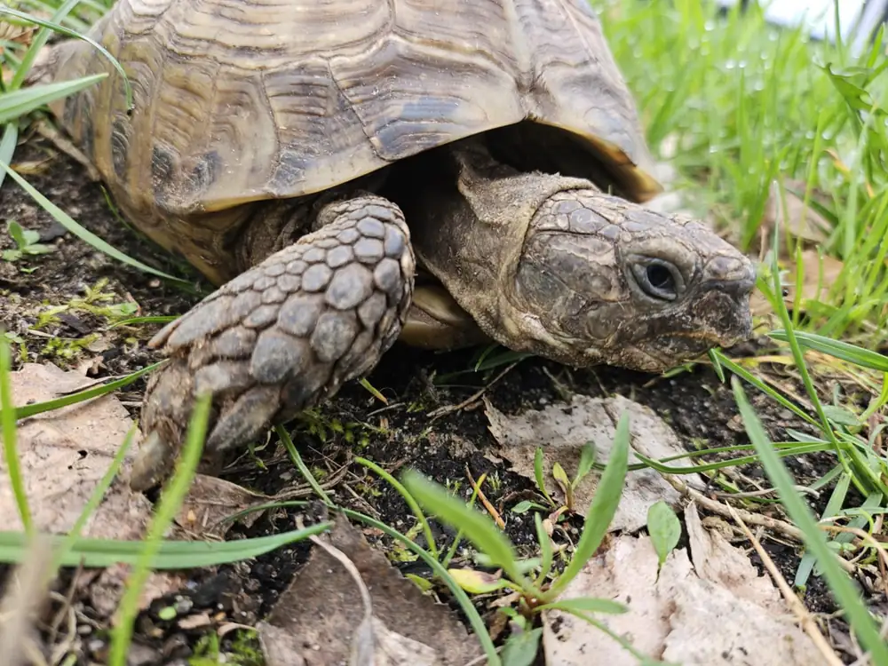 Żółw stepowy Tuptuś