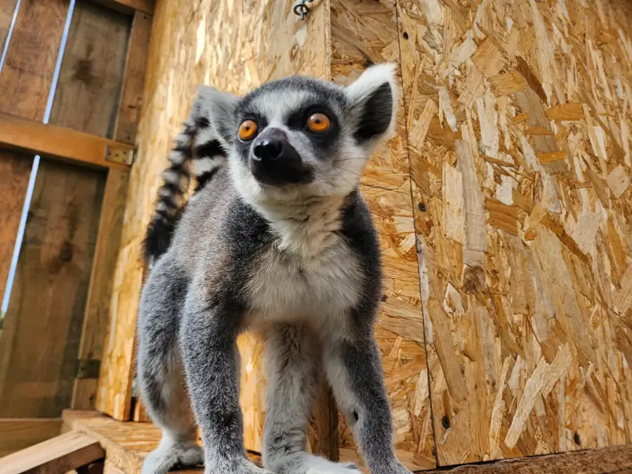 Lemur katta na wybiegu
