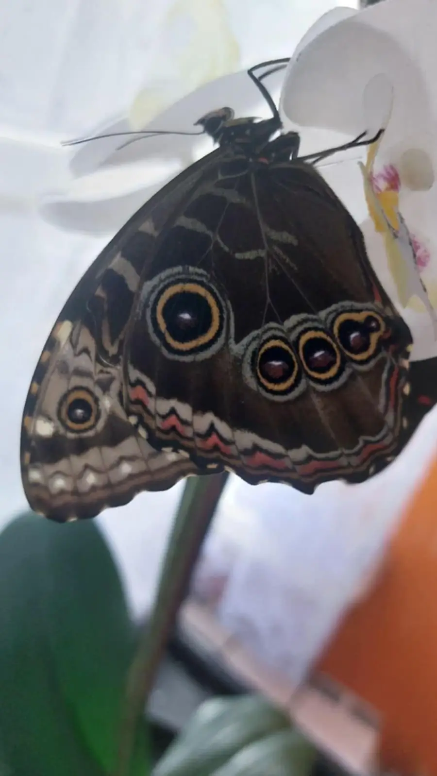 Motyl w motylarni Lappylandu
