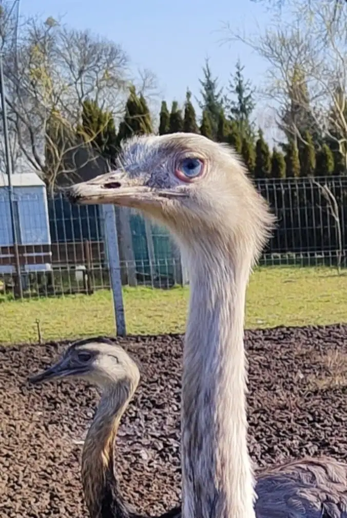 Nandu