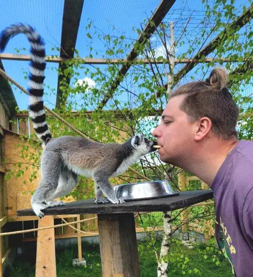 Lemur na ramieniu opiekuna