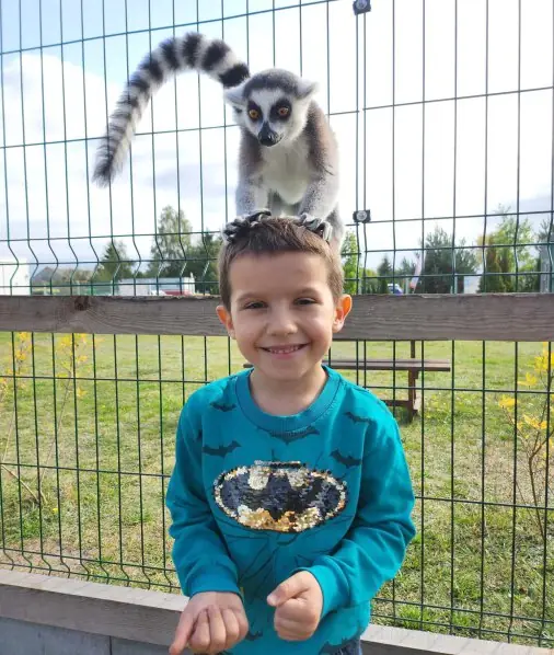 Dziecko przy wybiegu lemurów