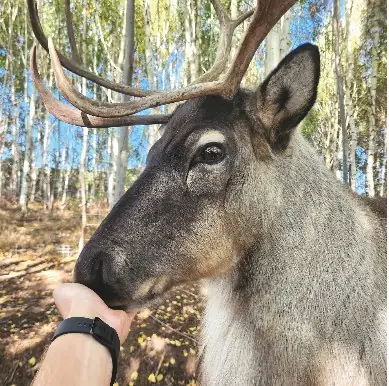Renifer tundrowy Rudolf