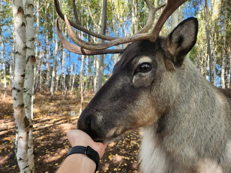 Renifer tundrowy Rudolf