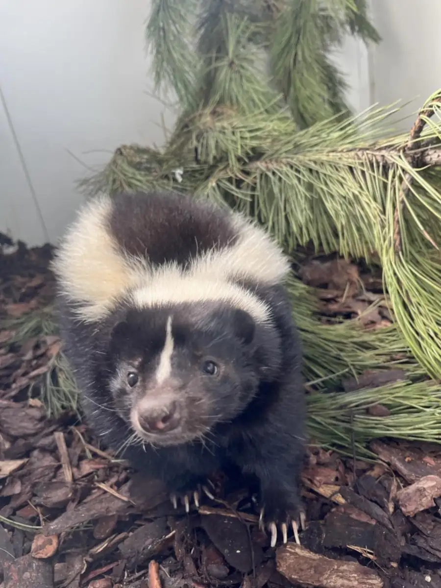 Skunks zwyczajny